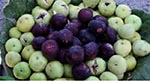 افزایش 31 درصدی صادرات میوه‌های تازه و خشک ولایت کندهار
